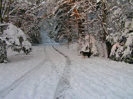 Kymin forest snow